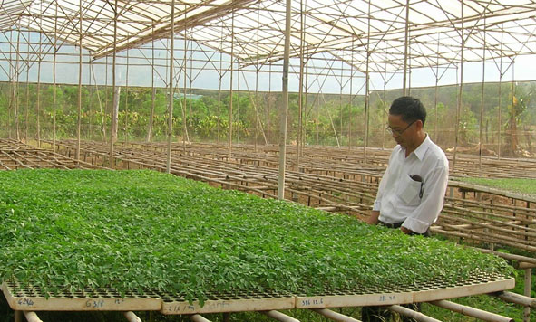 Công nghệ ươm giống cà chua trên giá thể của Trung tâm Ứng dụng  khoa học và công nghệ.