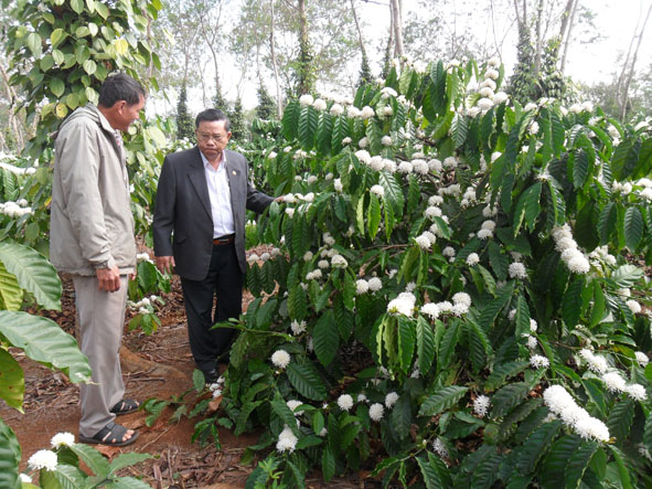 Anh Trần Văn Mỹ (bên trái) đưa cán bộ Sở Nông nghiệp  và Phát triển nông thôn tham quan vườn cà phê của gia đình.